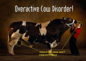ocd-cow